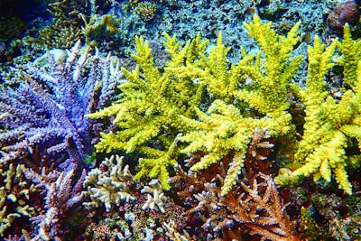 沖縄・座間味・シュノーケリング】美しいサンゴの森をシュノーケリング