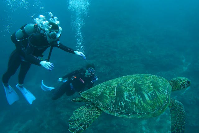 OG dive serviceの割引プラン