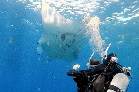 【沖縄・石垣島・体験ダイビング】八重山の美ら海を満喫しよう！体験ダイビングツアー
