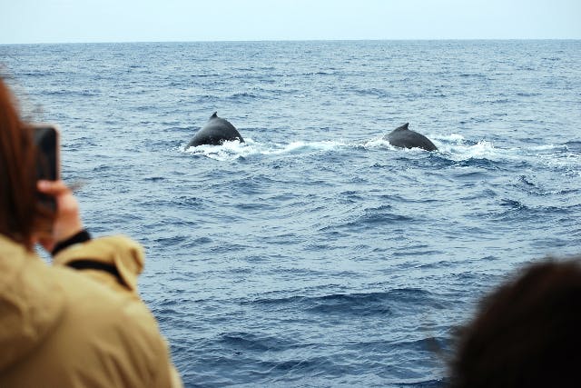 【鹿児島・奄美大島・ホエールウォッチング】2階席からクジラを観察できるボートで行く！大きなクジラを見る感動体験♪