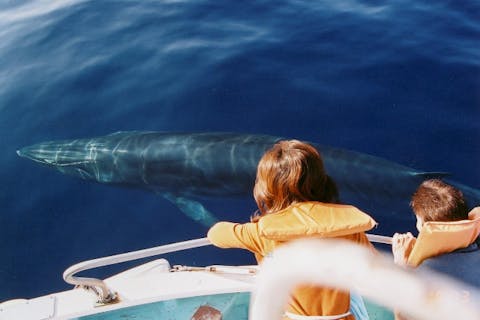 【高知・黒潮・ホエールウォッチング】黒潮町大好きガイドと行くホエールウォッチング