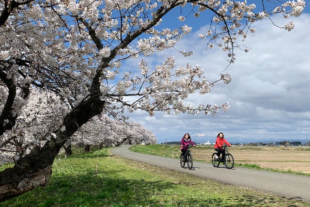 【山形・鶴岡・サイクリング】桜の木々が咲き誇る。庄内桜E-Bikeツアー