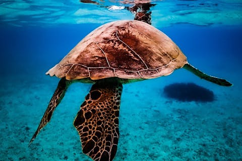 【沖縄・宮古島・シュノーケリング】ウミガメと泳げる！ウミガメシュノーケルツアー
