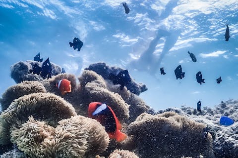 【沖縄・宮古島・シュノーケリング】綺麗な海の上で体験！SUP＆シュノーケルツアー