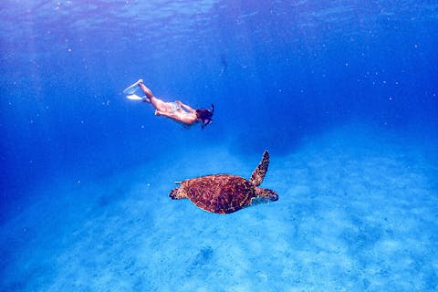 【沖縄・慶良間・シュノーケリング】2つ楽しむ満喫ツアー！ウミガメシュノーケリング＆スキンダイビング