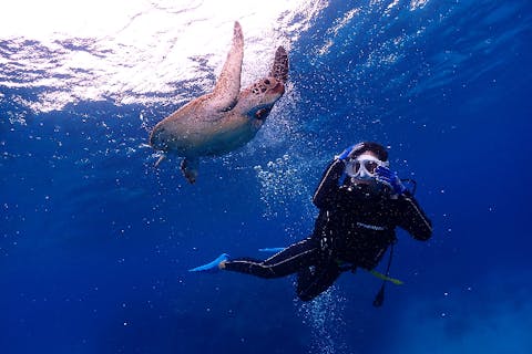 【沖縄・慶良間・体験ダイビング】水面からも水中からも堪能！ウミガメ体験ダイビング＆シュノーケリング