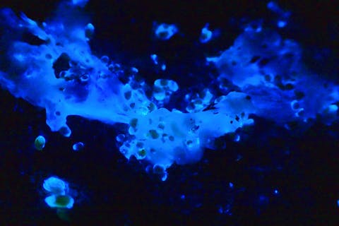 【兵庫・新温泉町・生きもの観察】幻想的な青い光！ウミホタル観察会