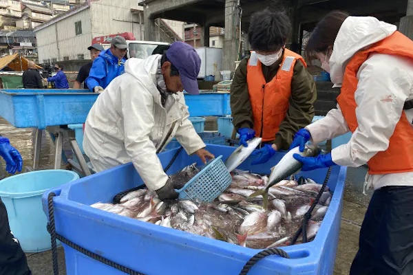 三重・熊野・職業体験】本物の漁師さんと定置網漁体験！ とれたて魚の