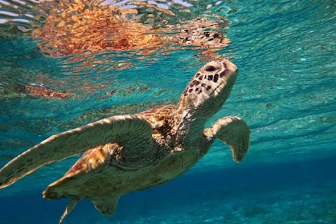 【沖縄・座間味島】当日参加可！大満足日帰りボートシュノーケル90分ツアー！ウミガメにあえる♪初心者歓迎！手ぶらOK＆写真データ無料プレゼント