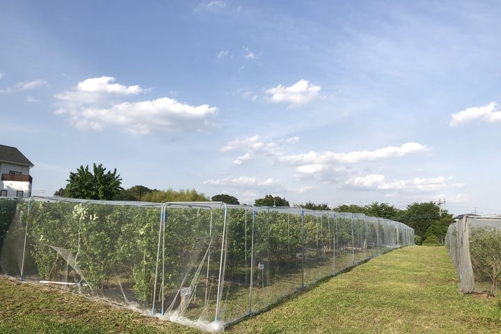 有限会社はなぶさ有機農園