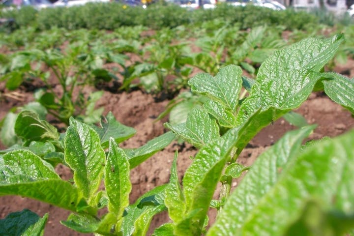 スコップファーム（Scoop Farm）