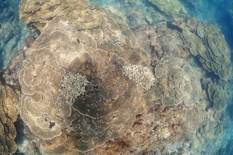 【和歌山・串本・シュノーケリング】熱帯魚に会いに行こう！無人島でシュノーケリング