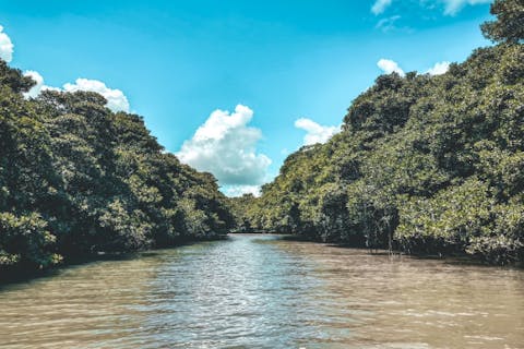 【沖縄・石垣島】宮良川マングローブサップorカヤック体験ツアー