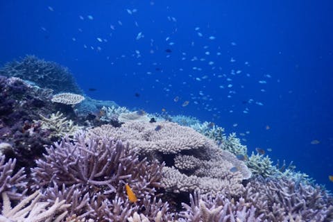 【沖縄・八重干瀬・シュノーケリング・スキンダイビング】八重干瀬へ行こう！！