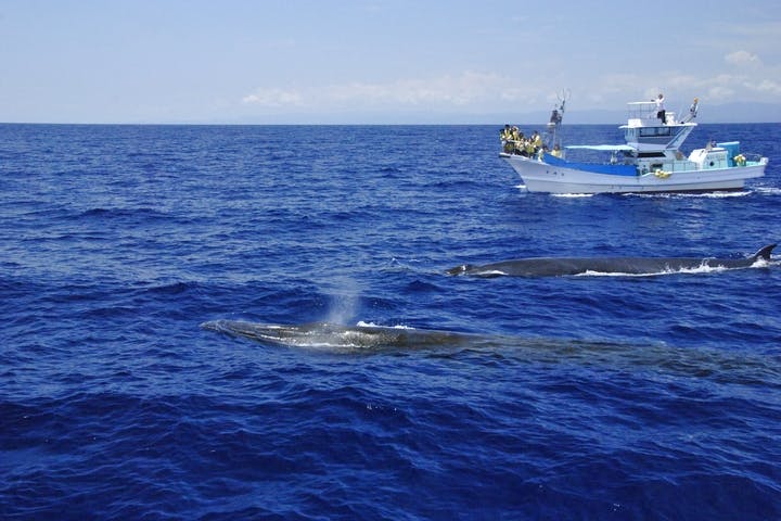 USA（ウサ）ホエールウオッチング協会