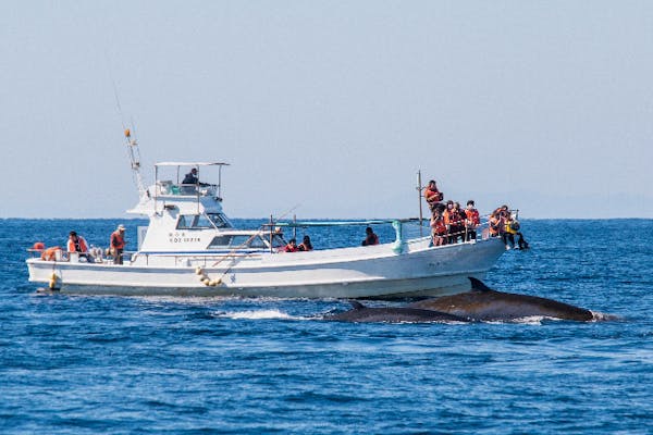 高知・土佐・ホエールウォッチング】土佐湾に生息するカツオクジラを見