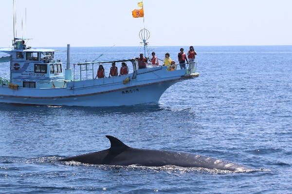 高知・土佐・ホエールウォッチング】土佐湾に生息するカツオクジラを見