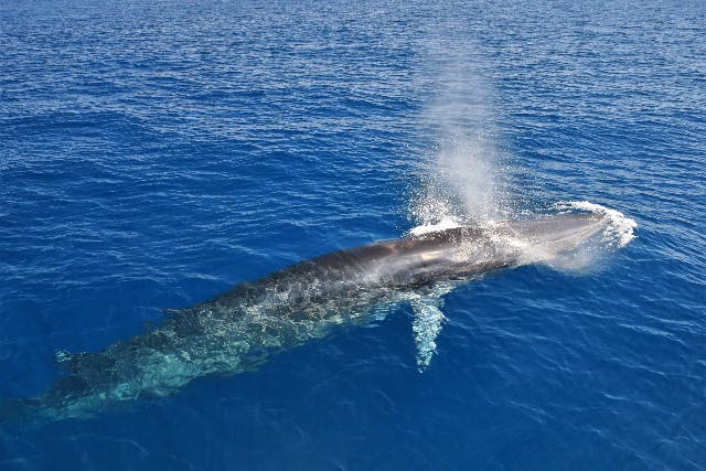 【高知・土佐・ホエールウォッチング】土佐湾に生息するニタリクジラを見に行こう！