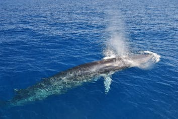 高知・土佐・ホエールウォッチング】土佐湾に生息するカツオクジラを見
