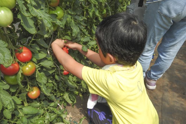 【北海道・旭川・農業体験】安心安全で美味しい！有機栽培の農場で大玉トマト収穫体験