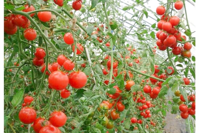 【北海道・旭川・農業体験】安心安全＆新鮮野菜！有機栽培の農場でミニトマト収穫体験