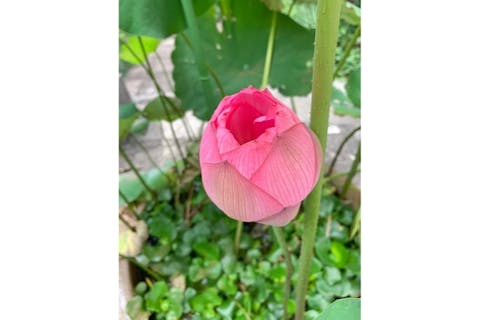 【東京・浅草・ 座禅】１組限定坐禅体験。6名まで対応。抹茶と和菓子付き。研修にもご活用ください。