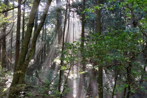 【山梨・鳴沢・ガイドツアー・7:00開催】早朝の大自然で森林浴！富士樹海探索＆氷の世界洞窟探検