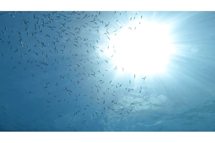 Kings Sea Road（キングスシーロード）