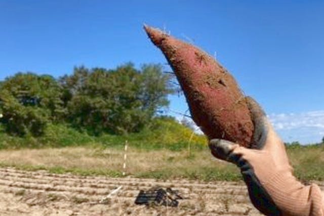 【新潟県・新潟市・芋掘り】実りの秋がやって来た！サツマイモ掘り体験（50分）