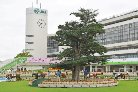 【京都・淀・ガイドツアー】伝説の予想士といくグランドリニューアルオープンの京都競馬場ツアー！～競馬の仕組みから施設案内、最後はみんなで勝ち馬を予想しよう～