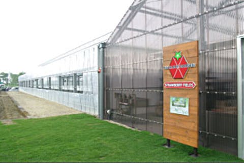 【滋賀県・草津市・いちご狩り】甘くておいしい少量土壌栽培方式の採れたていちごを堪能！＜営業時間内であれば好きな時間にご来店OK！＞