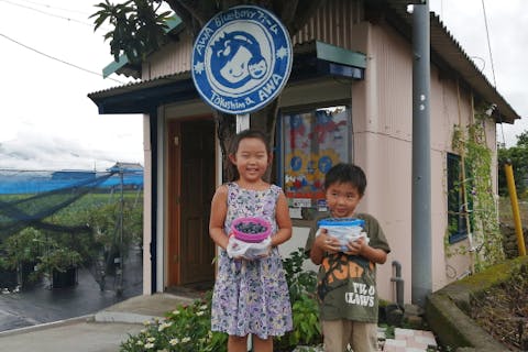 【阿波・ブルーベリー狩り・40分】旬のブルーベリーを満喫！スタンダードコース