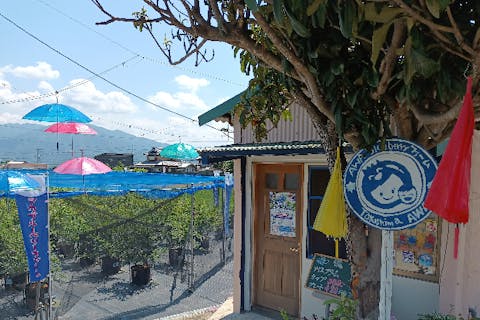 【阿波・ブルーベリー狩り・10分】一度体験してみたい方におすすめ！お試しコース