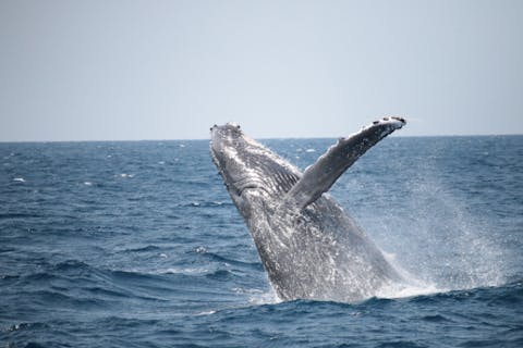 【沖縄・座間味・ホエールウォッチング】5歳から参加OK！ザトウクジラガイド歴20年以上のベテラン船長がご案内