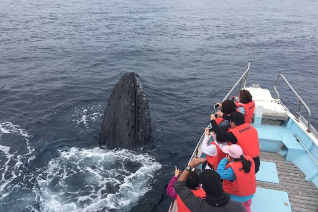 【沖縄・座間味・ホエールウォッチング】鯨に会えるホエールウォッチング＆マリン体験