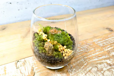 苔テラリウム　60分コース　デザイン指定　～作る楽しさと、完成する喜びを～