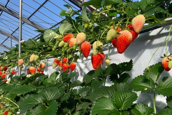 はなのかファーム