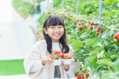 【岐阜・瑞穂市・いちご狩り】3品種のいちごが45分食べ放題！フリードリンク飲み放題付！練乳・チョコソースもかけ放題【ファミリー】【グループ】【女子会】