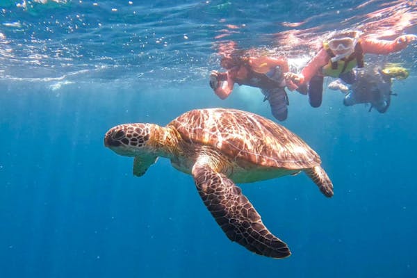 石垣島の超人気スポットセットプラン】川平湾クリアカヤック&青の洞窟
