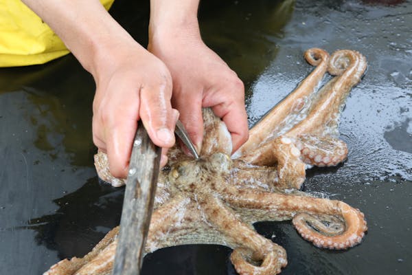 1世紀続くタコ壺漁！触×食×知全て満足！忘れられない思い出に！【岡山県・漁師体験】｜アソビュー！