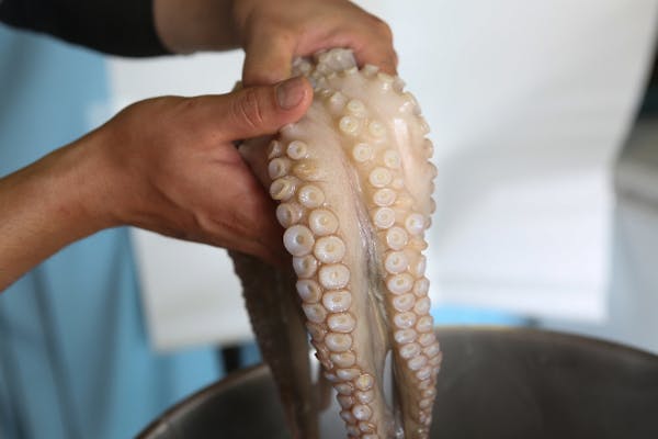 1世紀続くタコ壺漁！触×食×知全て満足！忘れられない思い出に