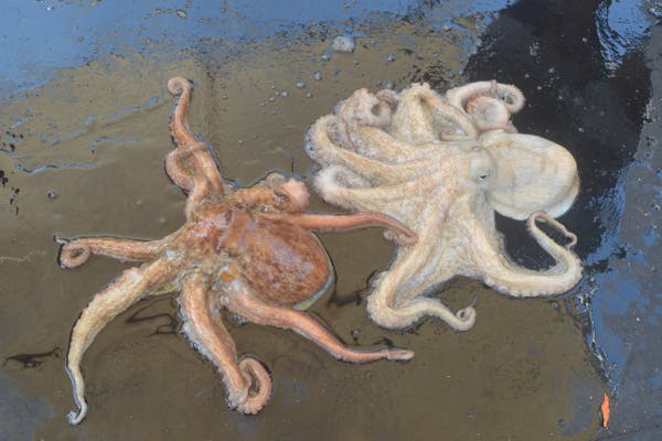 1世紀続くタコ壺漁！触×食×知全て満足！忘れられない思い出に！【岡山