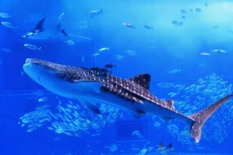 【沖縄・読谷】直前予約OK！ジンベイザメと泳げる体験ダイビングプラン♪（午前・午後）乗船料込／動画・写真撮影付／女性・ファミリー・カップルにおススメ（1ダイブ）