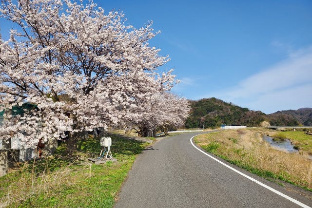 新・桜さくら　ふくしまの名木散歩２