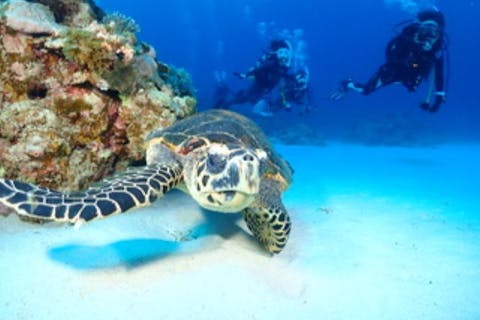 【沖縄・慶良間・ファンダイビング】慶良間諸島FUNダイビング2DIVE(レンタル無料、水中写真無料、送迎無料)