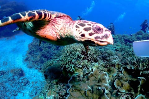 【沖縄・慶良間・体験ダイビング】慶良間諸島での体験ダイビング1DIVEツアー料金（データ、器材無料提供）