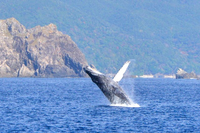 【鹿児島・奄美大島・ホエールウォッチング】冬季限定！ザトウクジラに会いに行こう