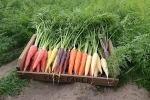 【新潟県・新潟市・農業体験】食育にもぴったり！最大6種類カラフル人参の収穫体験