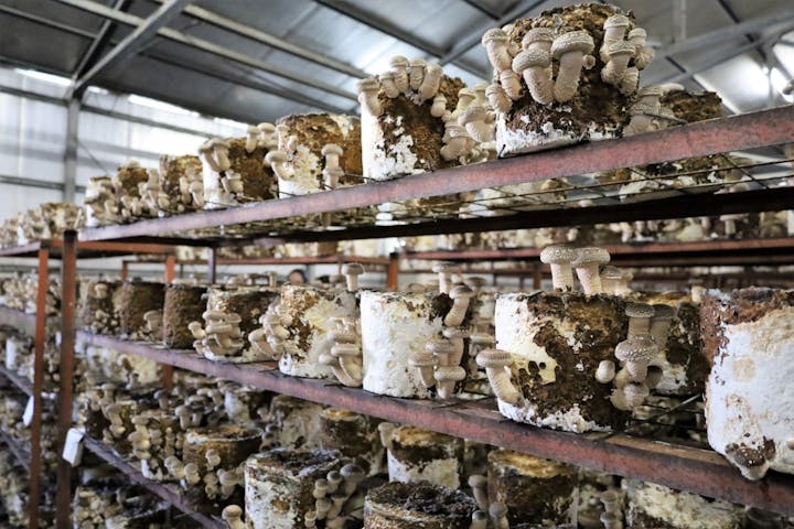 トクリン　こんどうちゃんきのこ農園