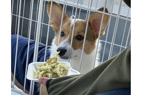 【山梨県・河口湖・ワカサギ釣り】わんちゃんと楽しめるワカサギ釣り1時間30分プラン